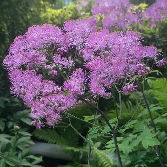 THALICTRUM X BLACK STOCKINGS / MEADOW RUE