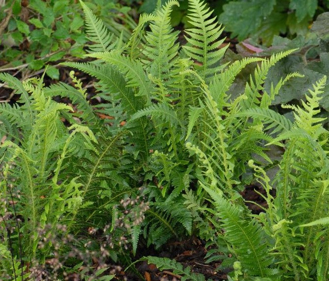 THELYPTERIS DECURSIVE-PINNATA / JAPANESE BEECH FERN
