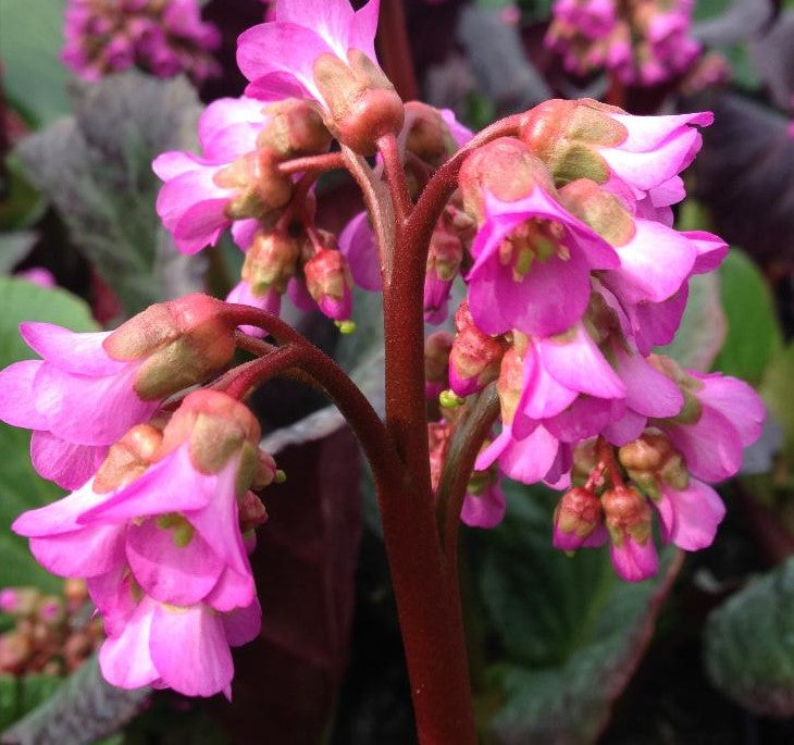 BERGENIA X EDEN&