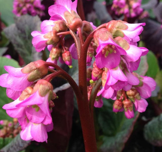 BERGENIA X EDEN'S DARK MARGIN / HEARTLEAF BERGENIA