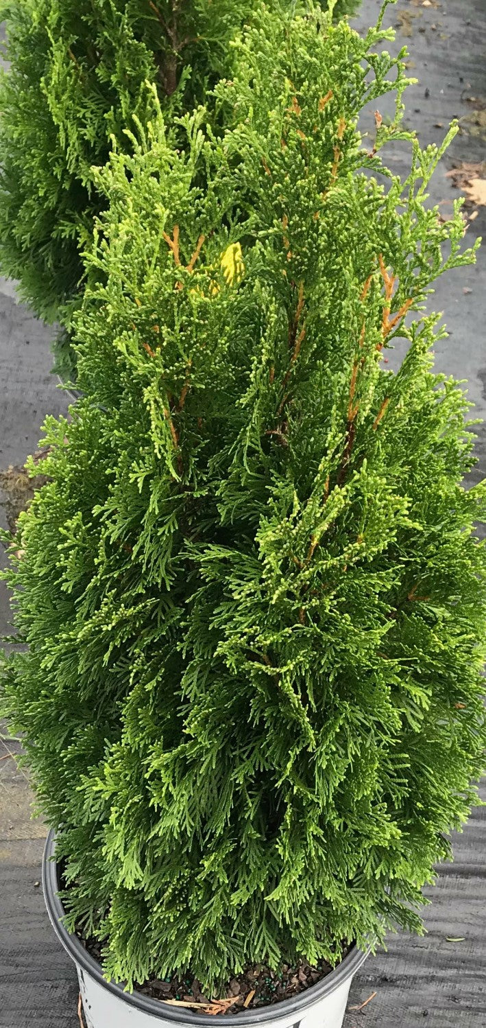 THUJA OCCIDENTALIS / EASTERN WHITE CEDAR