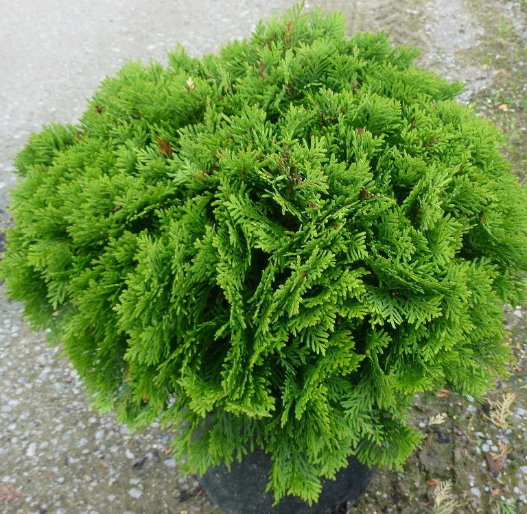 THUJA OCCIDENTALIS DANICA / DANICA CEDAR