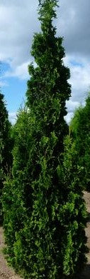 THUJA OCCIDENTALIS DEGROOT&