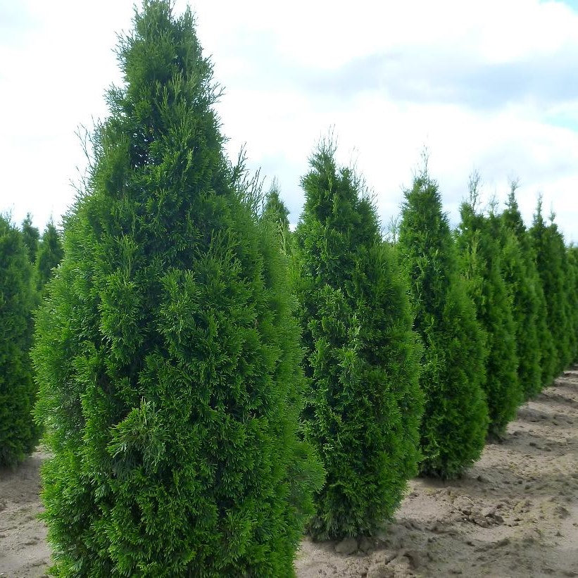 THUJA OCCIDENTALIS EMERALD / EMERALD CEDAR