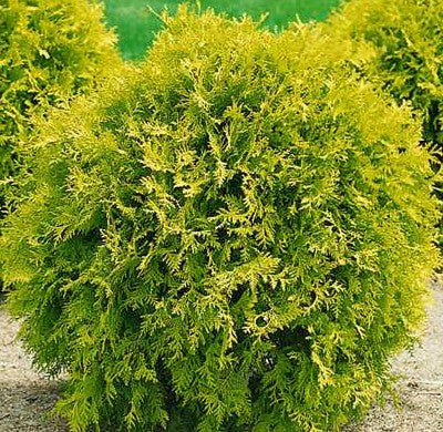 THUJA OCCIDENTALIS GOLDEN GLOBE / GOLDEN GLOBE CEDAR – Diggin it Nursery