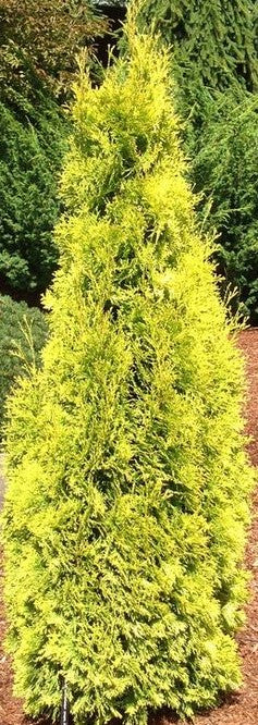 THUJA OCCIDENTALIS JANTAR / AMBER GOLD CEDAR
