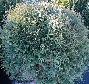 THUJA OCCIDENTALIS LITTLE GIANT / LITTLE GIANT CEDAR