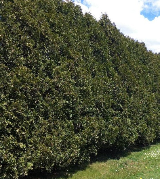 THUJA OCCIDENTALIS NIGRA / BLACK CEDAR