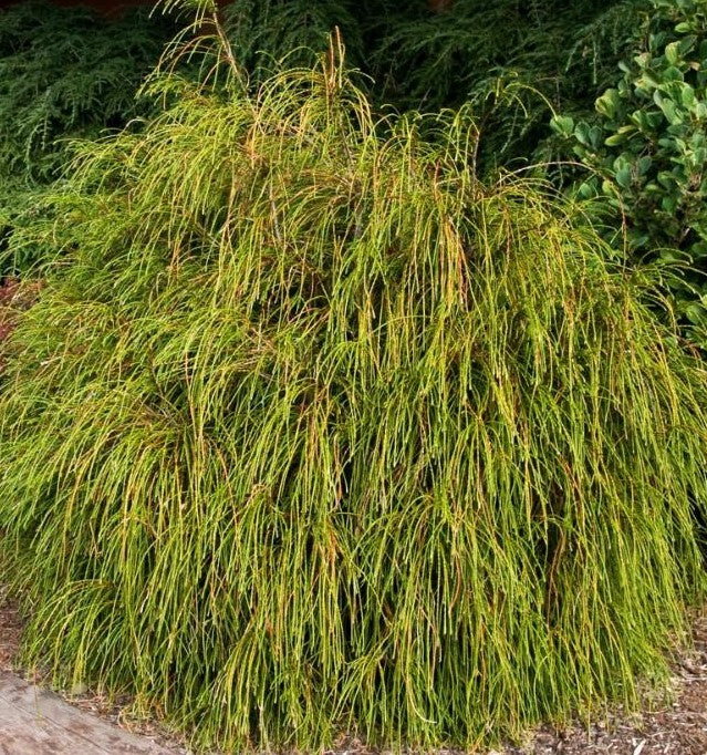 THUJA PLICATA WHIPCORD / WHIPCORD WESTERN CEDAR