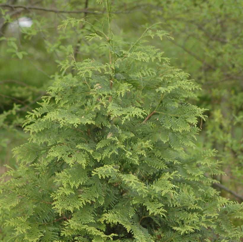 THUJA X GREEN GIANT / GREEN GIANT CEDAR