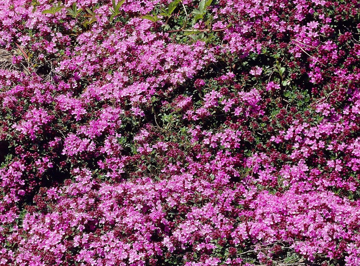 THYMUS SERPYLLUM MAGIC CARPET / CREEPING THYME