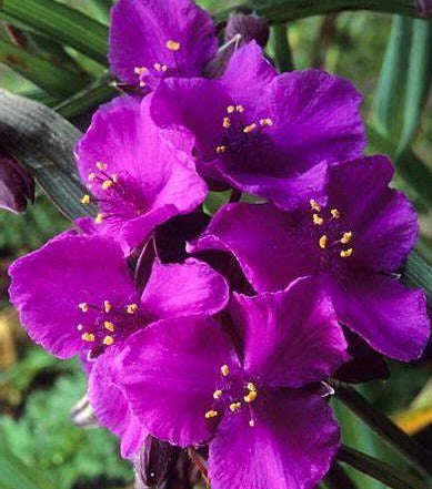 TRADESCANTIA X CONCORD GRAPE / SPIDERWORT