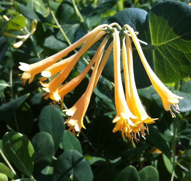 LONICERA SEMPERVIRENS JOHN CLAYTON / TRUMPET HONEYSUCKLE