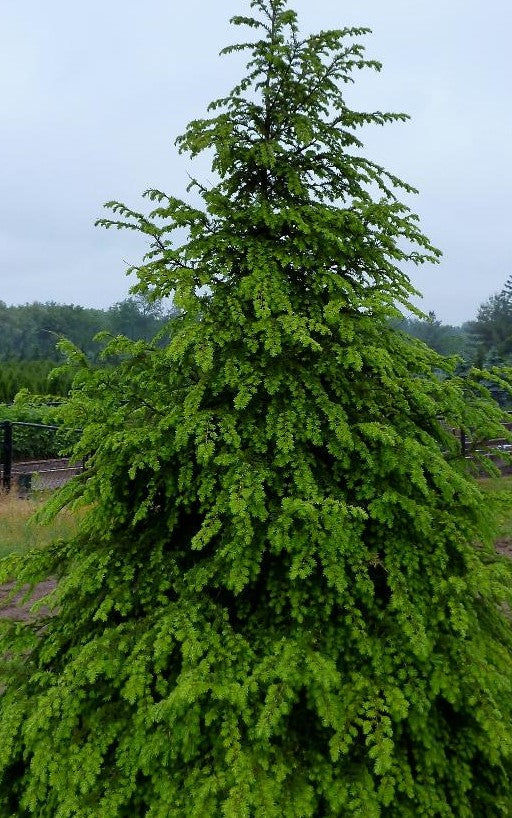 TSUGA CANADENSIS / EASTERN HEMLOCK