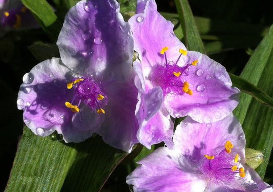 TRADESCANTIA X PINK CHABLIS / SPIDERWORT