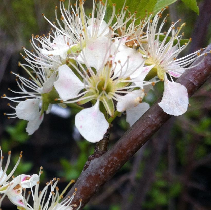 PRUNUS AMERICANA / AMERICAN PLUM