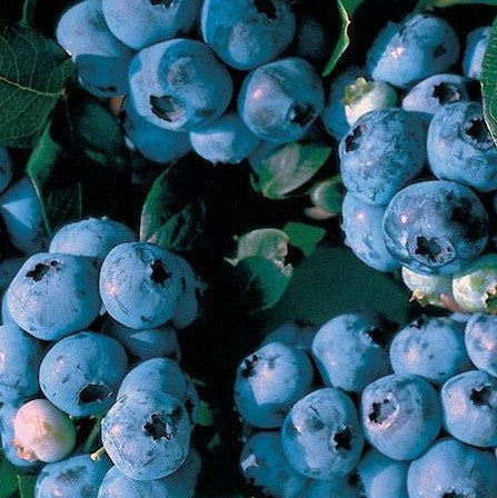 BLUERAY BLUEBERRY