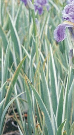 IRIS PALLIDA ALBO VARIEGATA / VARIEGATED SWEET IRIS