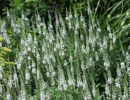 VERONICA X MAGIC SHOW WHITE WANDS / SPIKE SPEEDWELL