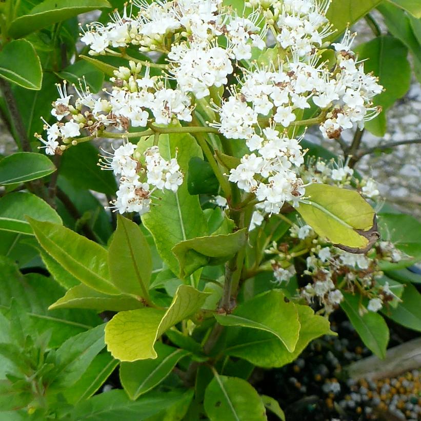 VIBURNUM CASSINOIDES / WITHEROD