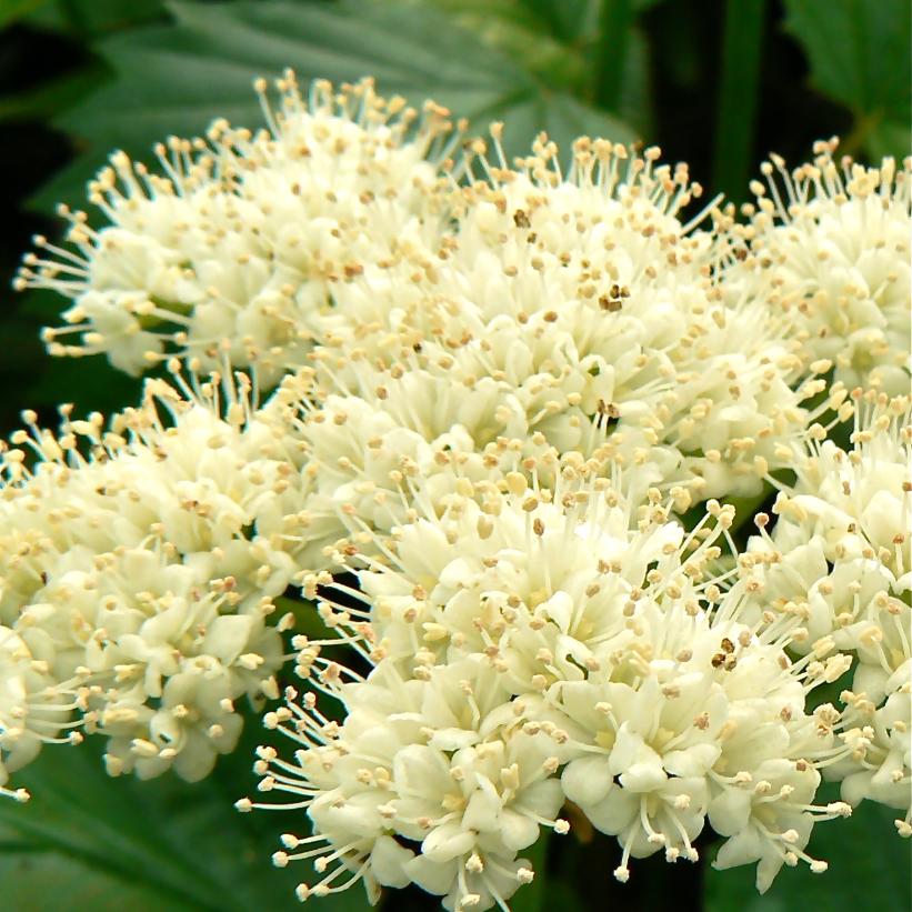 VIBURNUM DENTATUM / ARROWWOOD