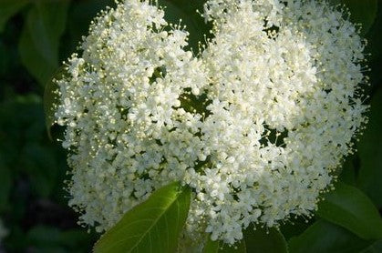 VIBURNUM LENTAGO / NANNYBERRY
