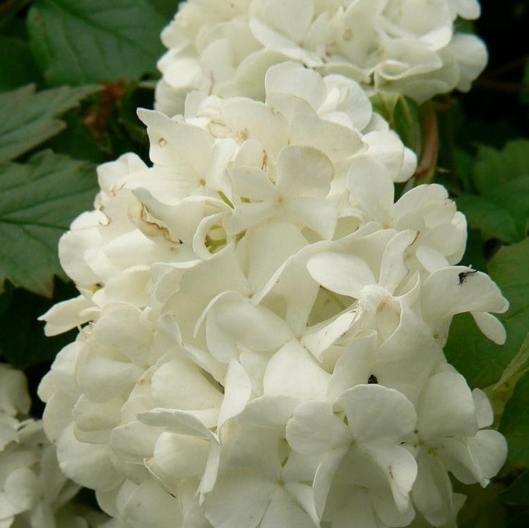 VIBURNUM OPULUS STERILE / EUROPEAN SNOWBALL