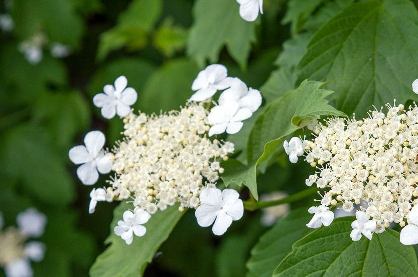 VIBURNUM TRILOBUM / HIGHBUSH CRANBERRY