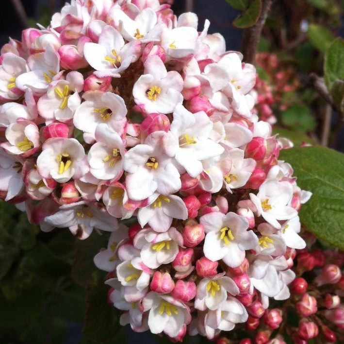 VIBURNUM X CARLCEPHALUM / FRAGRANT SNOWBALL