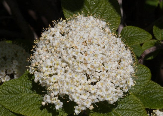 VIBURNUM X RED BALLOON®  / RED BALLOON® VIBURNUM