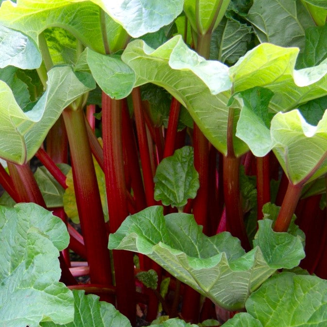 RHUBARB VICTORIA / VICTORIA RHUBARB