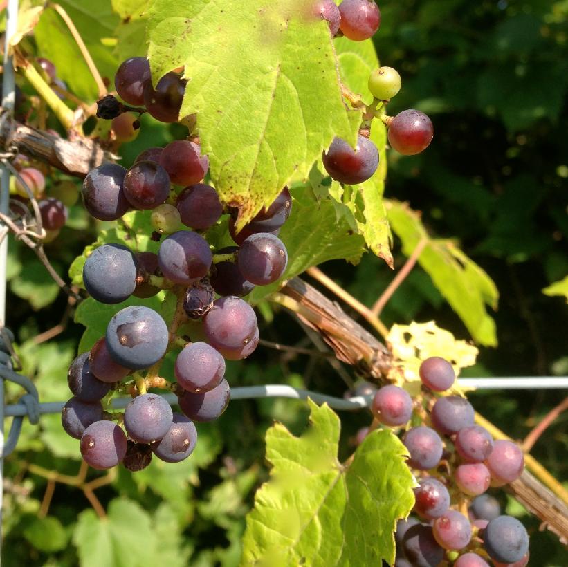 VITIS RIPARIA / FROST GRAPE