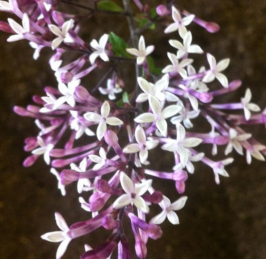 SYRINGA PUBESCENS SUBSP. JULIANAE HERS / WEEPING LILAC