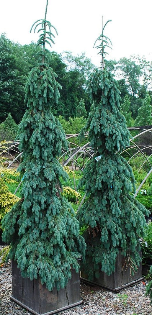 PICEA GLAUCA PENDULA / WEEPING WHITE SPRUCE
