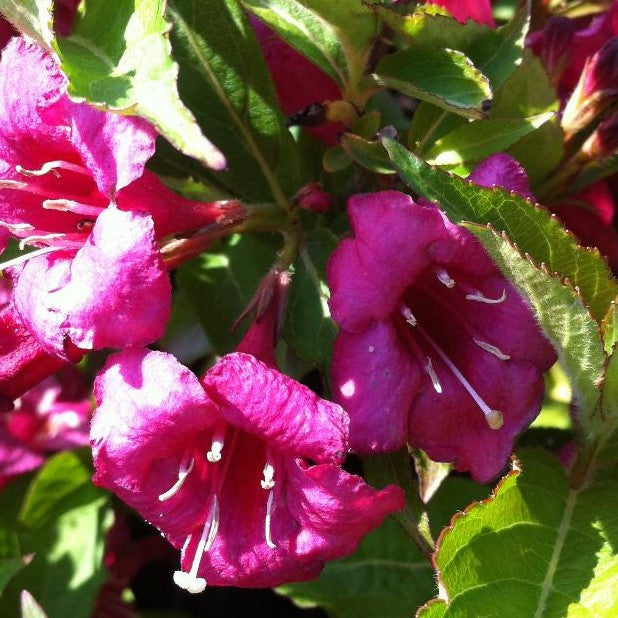 WEIGELA FLORIDA BRISTOL RUBY / BRISTOL RUBY WEIGELA