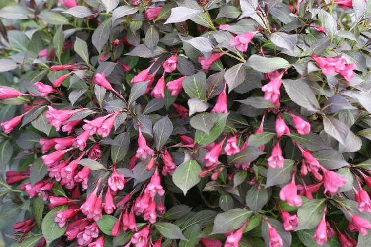 WEIGELA FLORIDA MIDNIGHT WINE® / MIDNIGHT WINE® WEIGELA