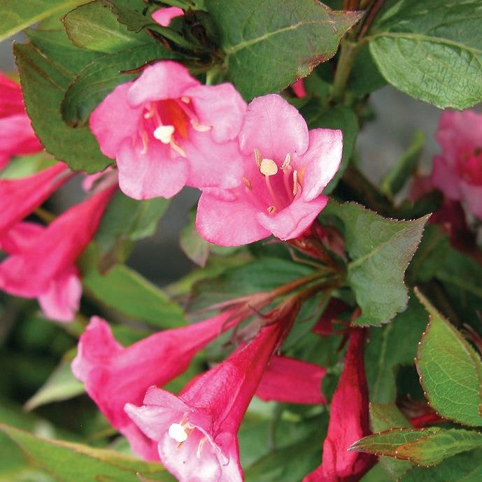 WEIGELA FLORIDA MINUET / MINUET WEIGELA