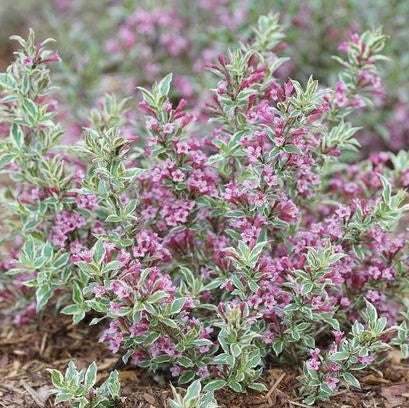 WEIGELA FLORIDA MY MONET™ PURPLE EFFECT / MY MONET™ PURPLE EFFECT WEIGELA