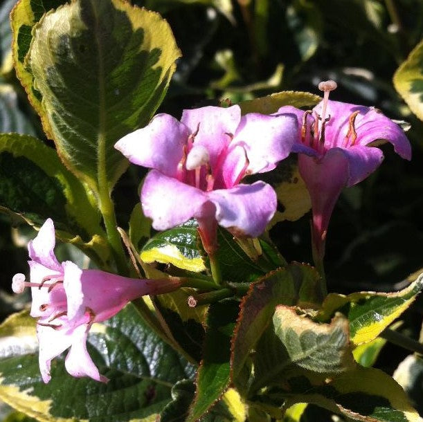 WEIGELA FLORIDA NANA VARIEGATA / DWARF VARIEGATED WEIGELA