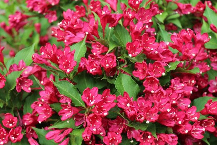 WEIGELA FLORIDA RED PRINCE / RED PRINCE WEIGELA