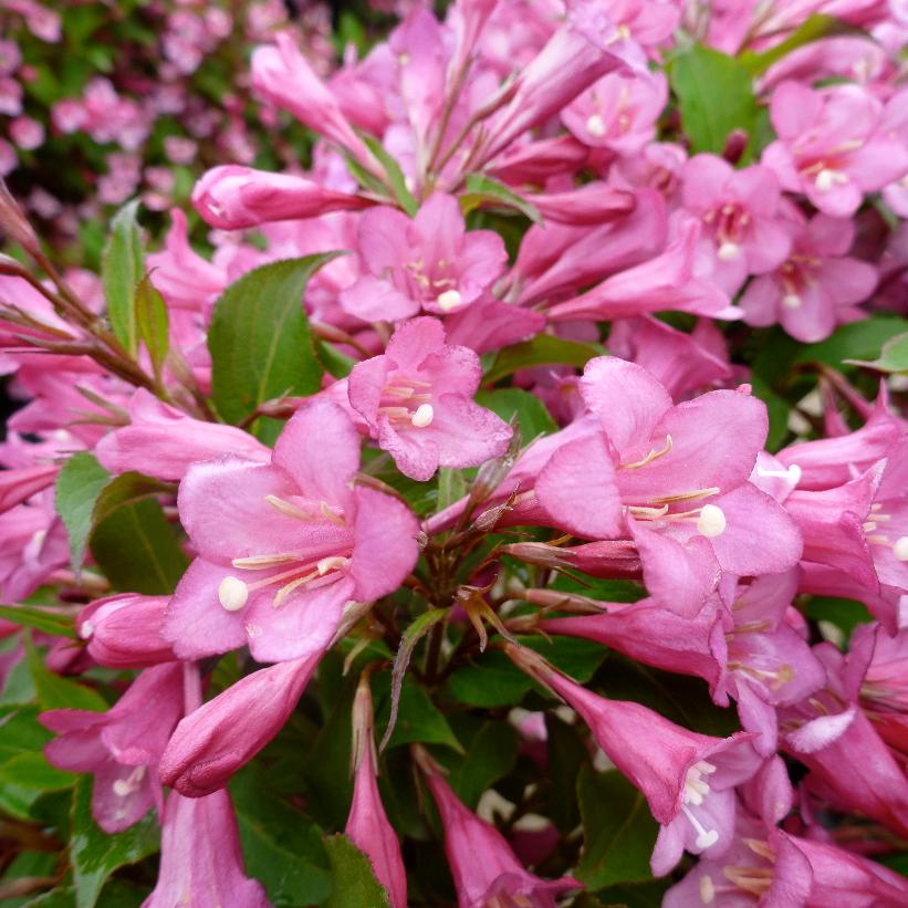 WEIGELA FLORIDA RUMBA / RUMBA WEIGELA