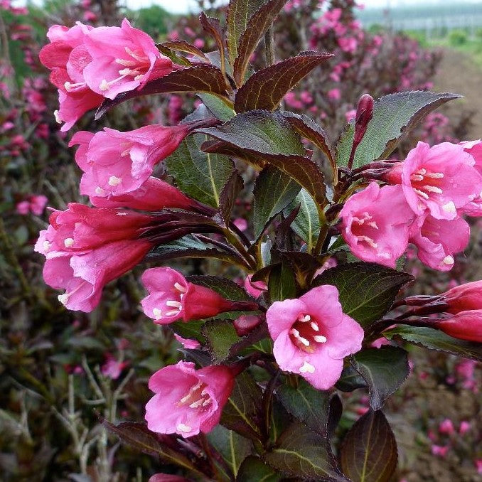 WEIGELA FLORIDA WINE &amp; ROSES®  / WINE AND ROSES® WEIGELA