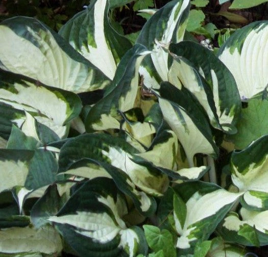 HOSTA FIRE AND ICE / PLANTAIN LILY