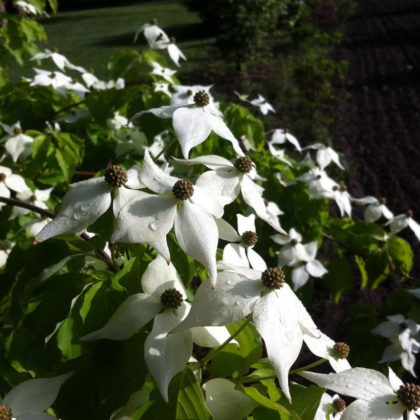 CORNUS KOUSA VAR. CHINENSIS / CHINESE FLOWERING DOGWOOD