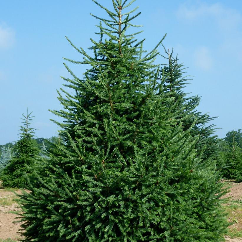 PICEA GLAUCA / WHITE SPRUCE