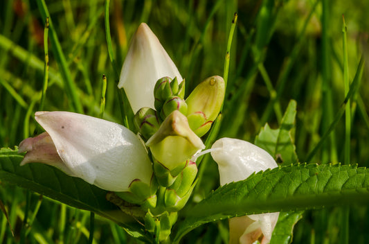 CHELONE GLABRA BLACK ACE / WHITE TURTLEHEAD