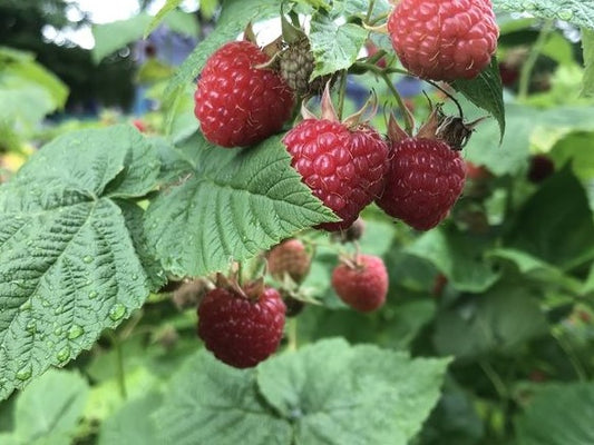 RUBUS IDEAUS VAR. STRIGOSUS / WILD RED RASPBERRY