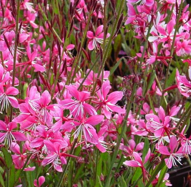 GAURA LINDHEIMERI SISKIYOU PINK / GAURA