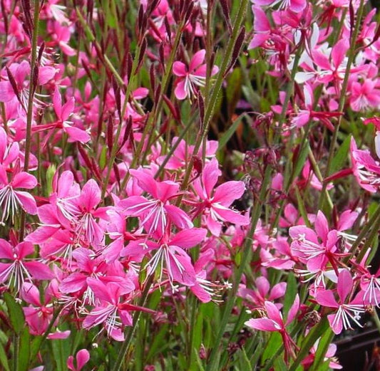 GAURA LINDHEIMERI SISKIYOU PINK / GAURA