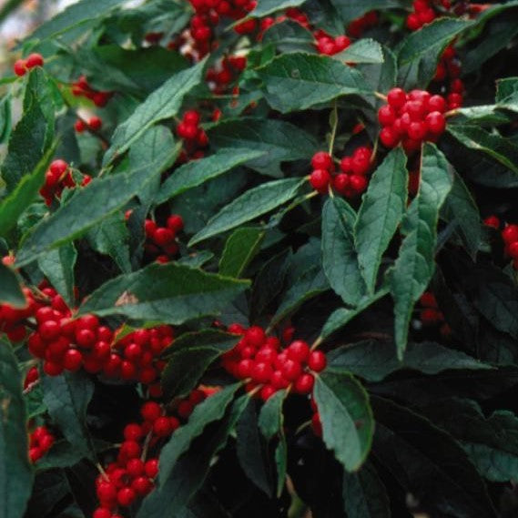 ILEX VERTICILLATA WINTER RED / WINTER RED WINTERBERRY